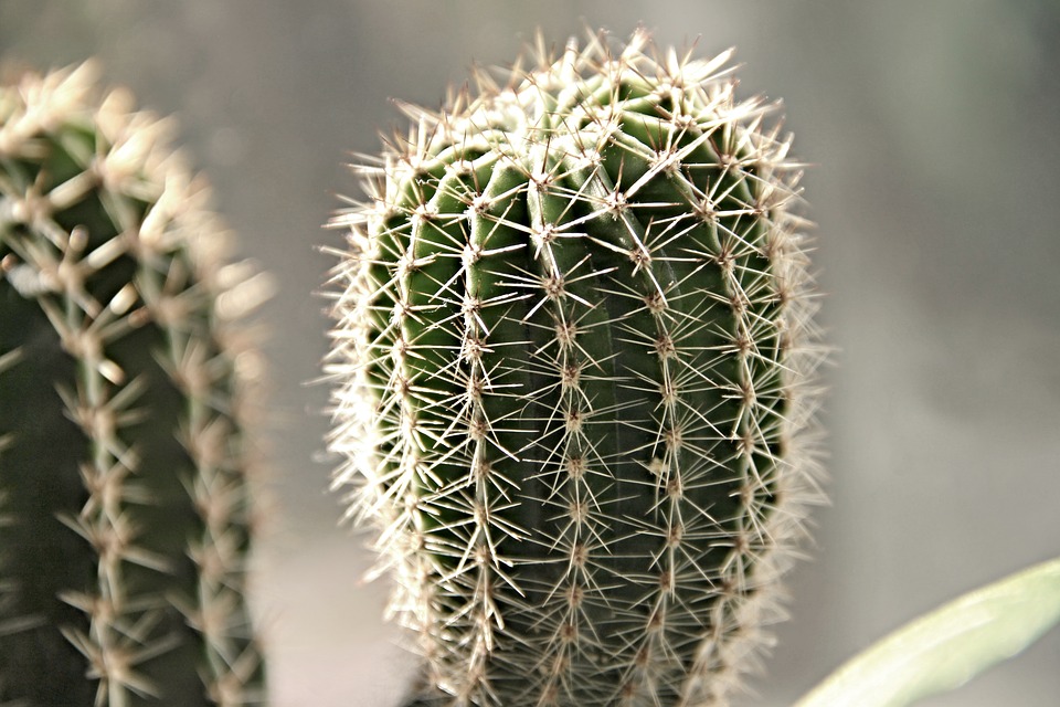 De mooiste planten voor binnen