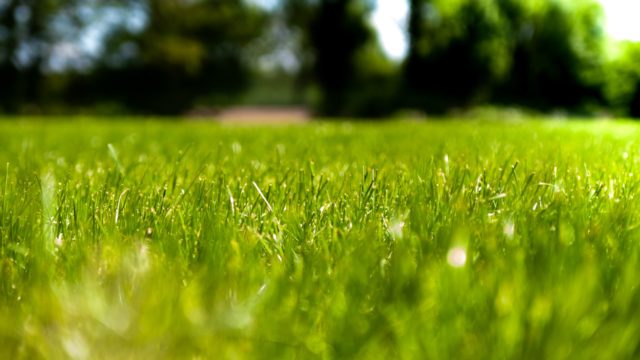 gras in tuin